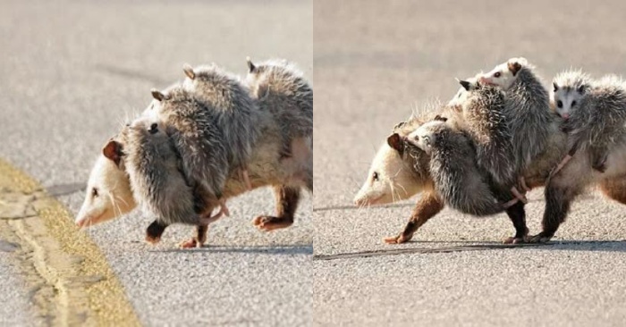  Cet opossum attire vraiment l’attention  c’est la façon dont l’animal se déplace toute sa famille