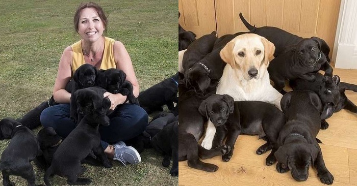 Un Golden Labrador a donné naissance à 13 chiots noirs, qui s’est avéré être grâce au père du chien