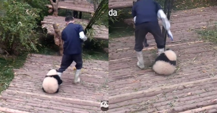  Ce beau panda n’arrête pas d’étreindre ses pieds de nounou, alors qu’il est occupé avec son travail