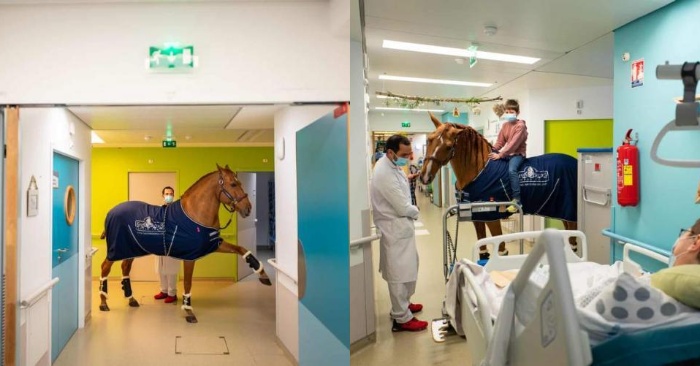  Une scène très touchante  ce cheval-médecin calme tous les patients cancéreux et les fait se sentir un peu mieux