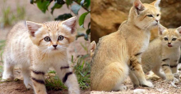  Ce beau, unique adulte chats du désert ressemblent à un chaton mignon en raison de leur petite taille