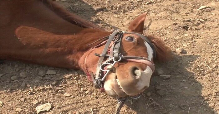  En Chine, ce cheval rusé a surpris tout le monde  il a fait semblant d’être mort pour ne pas être monté