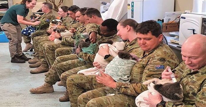  Les soldats australiens ont fait un bon travail pendant les vacances  ils ont pris soin des koalas