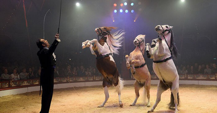  Le cirque en Allemagne a décidé d’utiliser des hologrammes au lieu de vrais animaux, alors les animaux se sont débarrassés du cirque