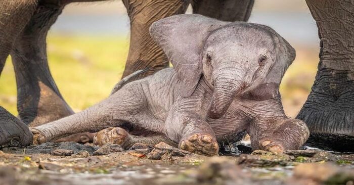  Instinct maternel  voici comment un éléphant attentionné aide le bébé à se lever après une chute