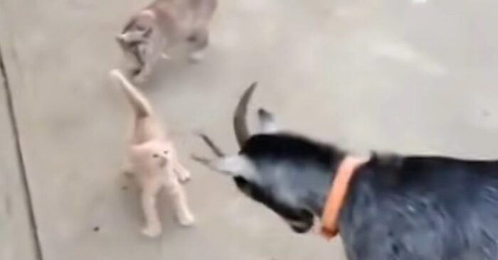  L’attitude têtue d’un chaton à une chèvre  le bébé essaie sans crainte de protéger la mère de la chèvre