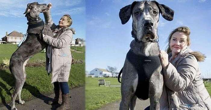  Chien géant  ce chien à quatre pattes est considéré comme le plus grand chien au monde, il est même plus grand que son propriétaire