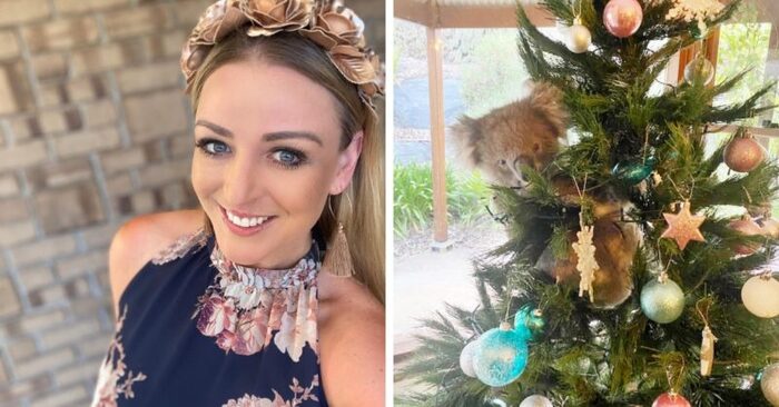  Scène drôle : un koala est entré soudainement dans la maison de cette fille et a grimpé l’arbre de Noël sans penser