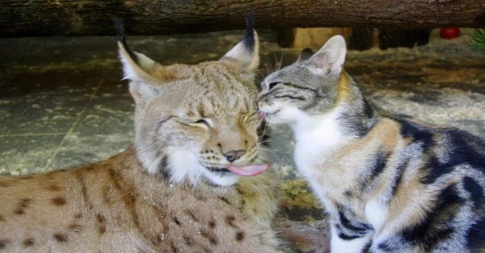  Grande et unique compagnie  ce chat et lynx sont amis depuis environ douze ans
