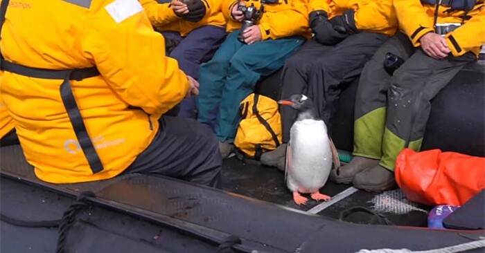  Ce pingouin adroit a immédiatement compris comment se protéger contre les attaques de baleines et a sauté dans le bateau
