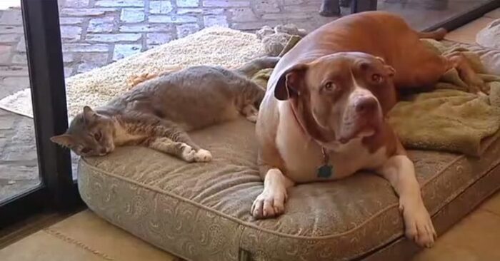  Pitbull mignon et drôle réussi à sauver son ami chat de coyote attaque et a pris soin d’elle