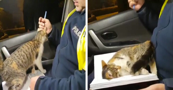  Voilà comment les animaux intéressants peuvent être  ce chat spécial a été en mesure de soumettre les policiers