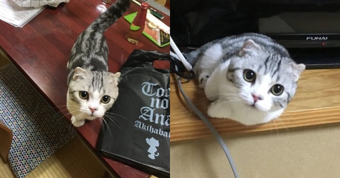  Voici une idée astucieuse  un hôtel japonais a proposé d’utiliser des chats pour avoir plus de clients