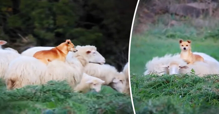  Ce chien unique a appris à travailler et à se reposer en même temps  il s’assoit simplement sur le dos des moutons