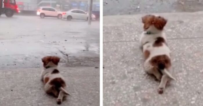  Quelle histoire mignonne  ce petit chien merveilleux est très mignon couché sur le sol et regarder comment il pleut