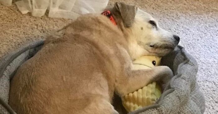  Cette chienne de 20 ans n’a pas renoncé à son habitude  elle adore câliner sa douce banane tous les jours