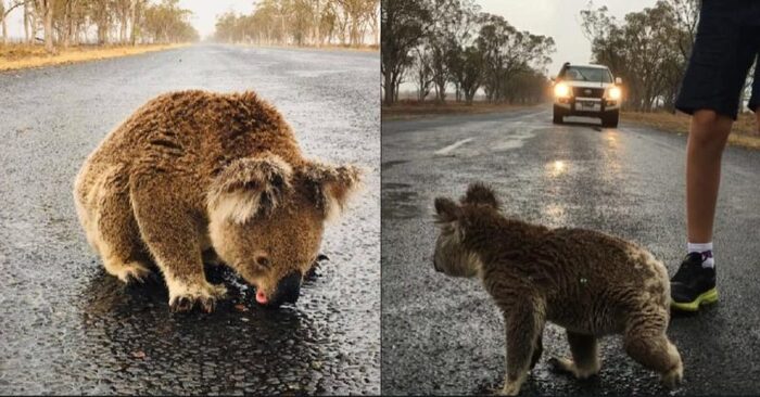  Une scène très touchante : ce pauvre koala essaie de boire de l’eau de pluie à l’extérieur après l’inondation