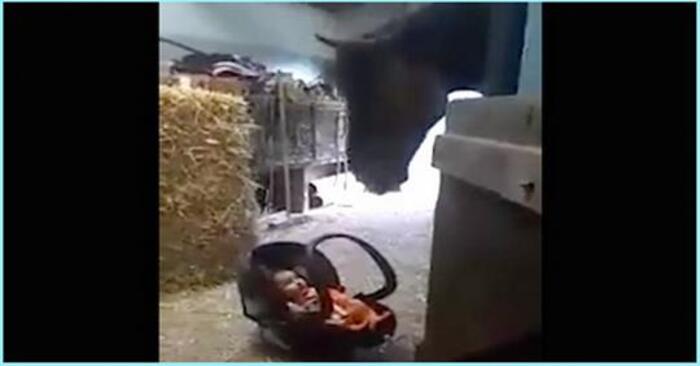  Quelle belle vue  ce bébé a été laissé sous le contrôle du cheval et le comportement du cheval était indescriptible