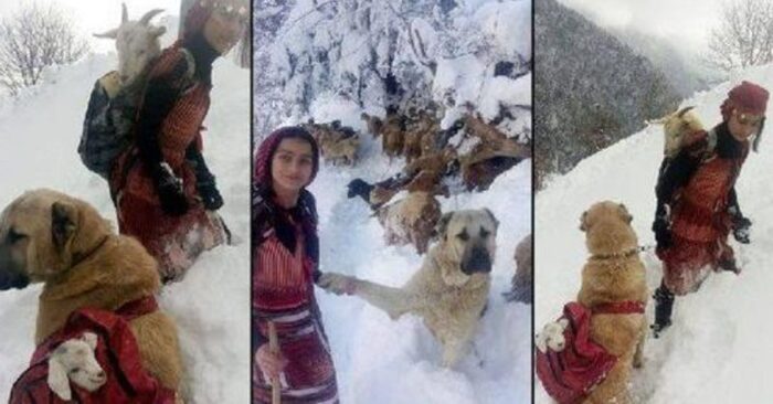  Une histoire merveilleuse  cette fille attentionnée et son chien bien-aimé ont sauvé une chèvre et son petit pendant la neige épaisse