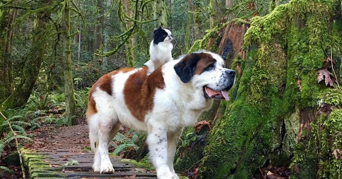  Ils se lient et deviennent de grands amis  un petit chien marche tous les jours sur le dos d’un Saint Bernard géant