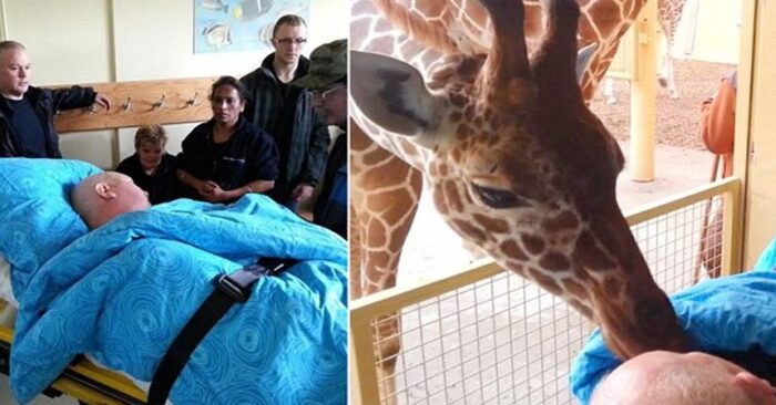  Une histoire touchante  cette merveilleuse girafe est venue voir et partager ses adieux avec le gardien du zoo pour la dernière fois
