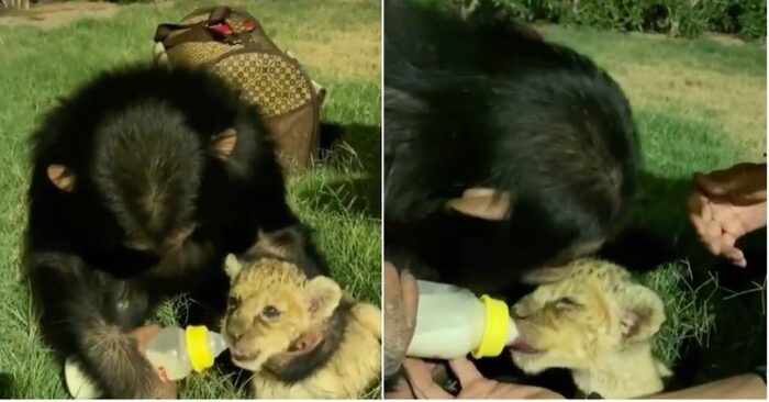  Une vue merveilleuse et unique  un chimpanzé gentil et attentionné nourrit un lionceau d’une bouteille