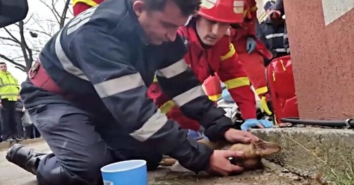  Histoire étonnante  ce héros pompier a été en mesure de sauver un chien en effectuant CPR sur lui