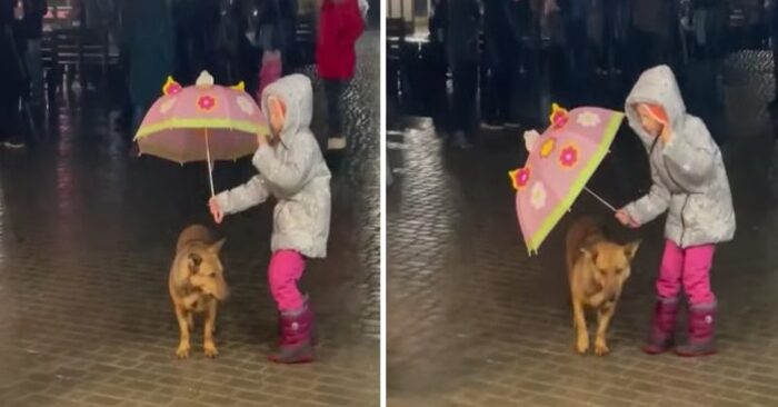  Scène très mignonne, cette petite fille a couvert le chien de rue avec son imperméable afin qu’il ne serait pas mouillé