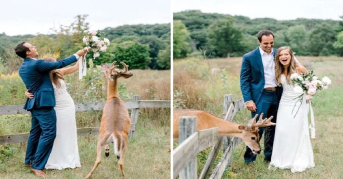  Drôle scène  ce cerf sauvage s’est écrasé des photos des jeunes mariés pour manger le bouquet de la mariée