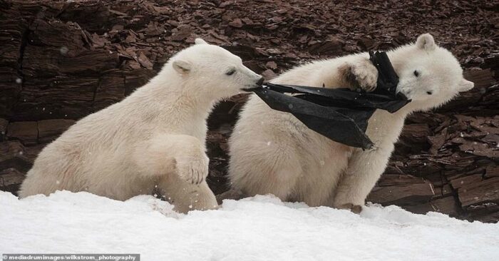  C’est ce que les détritus peuvent causer : ces pauvres ours polaires essaient de manger des sacs en plastique