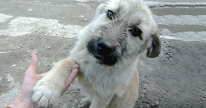  Histoire réconfortante : ce pauvre chien serre la main du sauveur qui lui a sauvé la vie avec sa patte