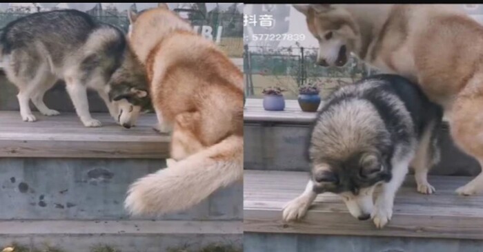  Scène intéressante  ce merveilleux husky a du mal à apprendre à son ami aveugle comment sauter du banc