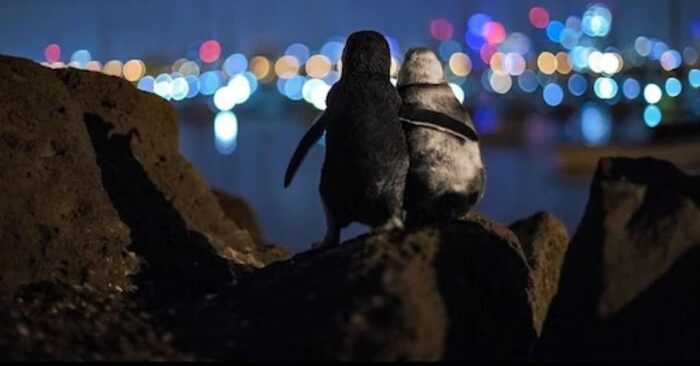  Cette scène unique de deux pingouins veuves embrassant a attiré l’attention de nombreuses personnes
