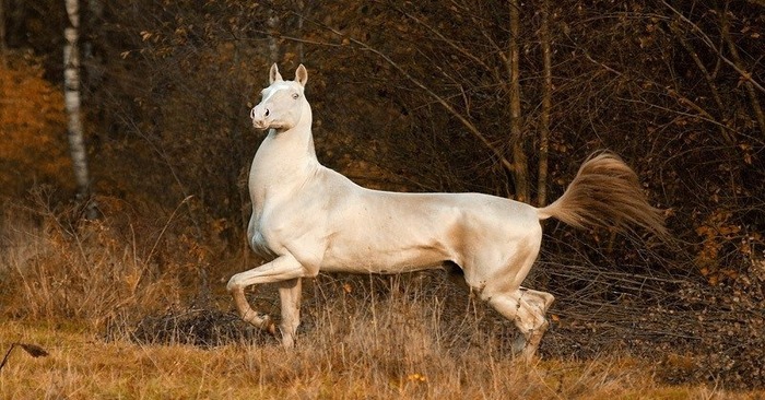 Quelle apparence unique:  ce cheval magnifique a la peau brillante, qui est une race rare