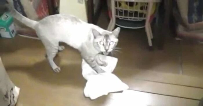  Une histoire très drôle : ce chat lave le sol sans arrêt et est même en colère que le propriétaire le rend sale