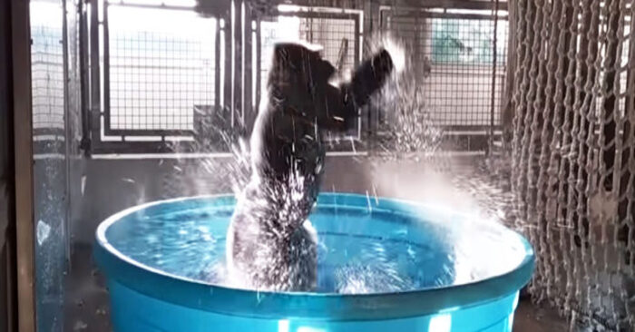  Drôle de scène  ce bébé gorille profite de la douche et danse sans arrêt sous l’eau