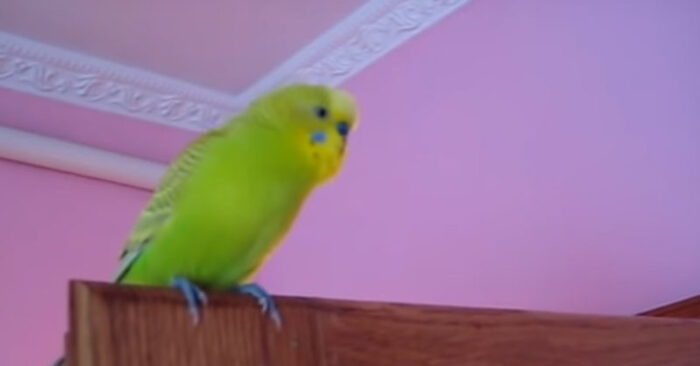  Un spectacle amusant ce perroquet n’arrête pas de parler, et le propriétaire a fait une grande vidéo et l’a posté sur Internet