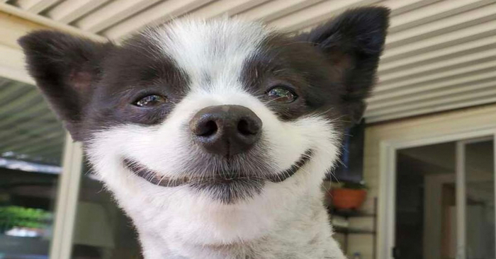  Un spectacle merveilleux  ce chien unique sourit sans arrêt et attire l’attention de chacun avec son sourire