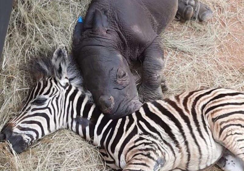  Intimité merveilleuse et mignonne : un bébé zèbre apaise et soigne chaleureusement un bébé rhinoceros