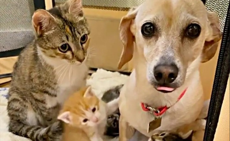  Quelle histoire merveilleuse : ce chat est devenu proche du chien de la famille et lui permet de prendre soin de ses chatons