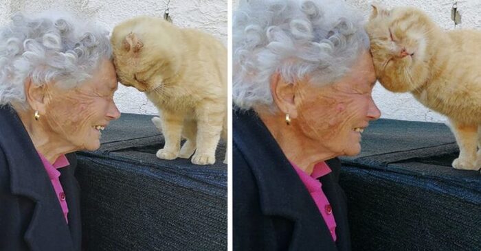  Quelle merveilleuse réunion : cette grand-mère a finalement pu trouver son chat bien-aimé après 4 ans