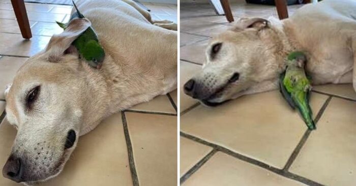  Ce chien gentil et attentionné sauve la vie du perroquet, se rapproche de l’oiseau et devient inséparable