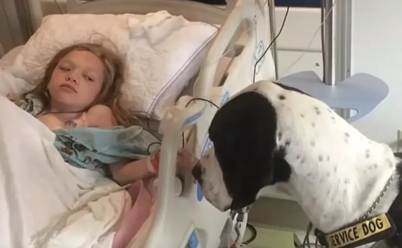  Quelle histoire merveilleuse : ce chien gentil et attentionné a pu aider un enfant malade à marcher à nouveau