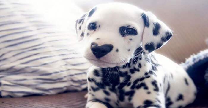  Une apparence unique : Ce chien mignon a attiré l’attention de tout l’Internet grâce à son nez