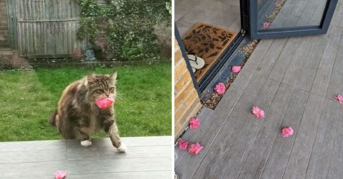  Quelle belle vue : ce chat spécial a apporté des fleurs aux voisins tous les jours