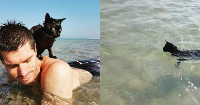  Belle scène  ce merveilleux chat était à la plage pour la première fois de sa vie et elle a vraiment aimé là-bas