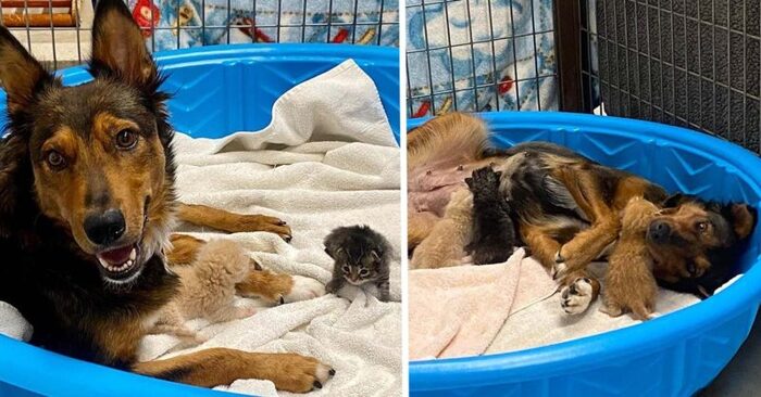  Histoire réconfortante : ce chien attentionné a pris soin de 3 chats orphelins après avoir perdu ses chiots