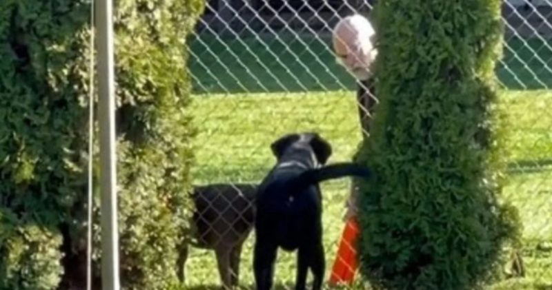  Scène drôle : cette femme découvre que son chien bien-aimé joue au ballon avec le voisin tous les jours