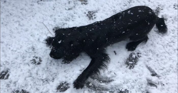  Une scène drôle et mignonne  cette petite chienne voyait de la neige pour la première fois, pour laquelle elle était extrêmement heureuse
