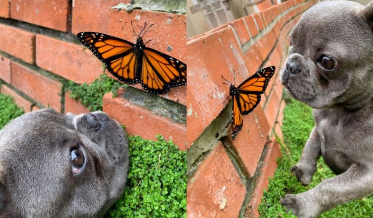  Ce petit chien merveilleux s’est approché du papillon et ils ont obtenu l’attention de tout le monde